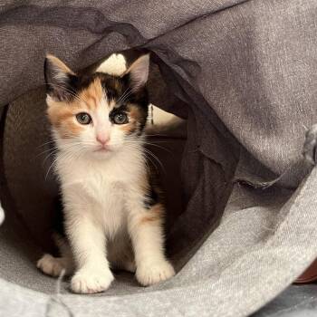 Pepper Ann (bonded w/ Doug) -  Domestic Short Hair Cat for Adoption in Oakland, California - Pepper Ann (bonded W/ Doug) | PetCurious