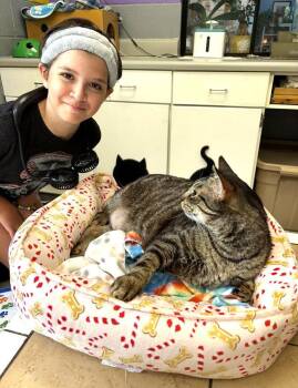 Domestic Short Hair Cats Available for Adoption in Pegram, Tennessee - LEROY | PetCurious