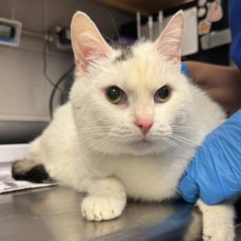 Domestic Short Hair Cats Available for Adoption in Greenville, South Carolina - Van-BP/Jinx | PetCurious