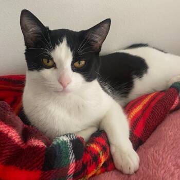 Suki -  Domestic Short Hair Cat for Adoption in Stoughton, Wisconsin - Suki | PetCurious