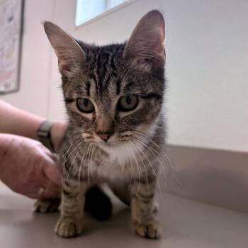 Enzo -  Domestic Short Hair Cat for Adoption in Brownsboro, Alabama - Enzo | PetCurious