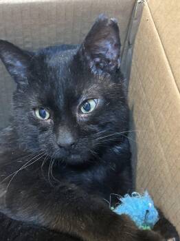Domestic Short Hair Cats Available for Adoption in Herndon, Virginia - Asher | PetCurious