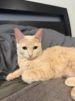 Buffy -  Tabby and Domestic Short Hair Cat for Adoption in Dallas, Texas - Buffy | PetCurious