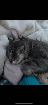 Tabby and Domestic Short Hair Cats Available for Adoption - REMMY | PetCurious