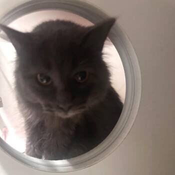 Hoggle -  Domestic Long Hair Cat for Adoption in Dearborn, Michigan - Hoggle | PetCurious