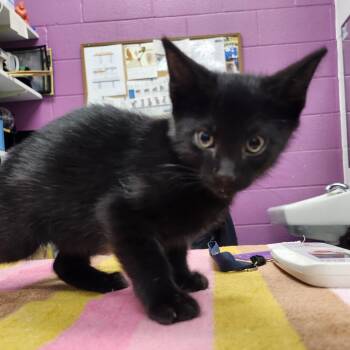 Jimmy -  Domestic Short Hair Cat for Adoption in Pittsburgh, Pennsylvania - Jimmy | PetCurious
