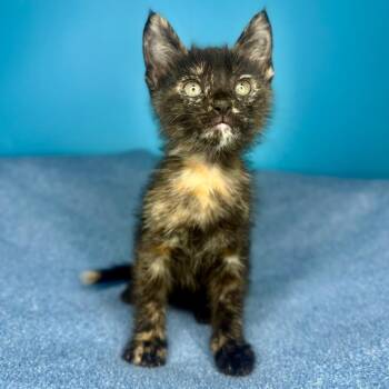 Domestic Short Hair Cats Available for Adoption in San Antonio, Texas - Ember | PetCurious