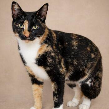 Tortoiseshell Cats Available for Adoption in Miami, Florida - Koa | PetCurious