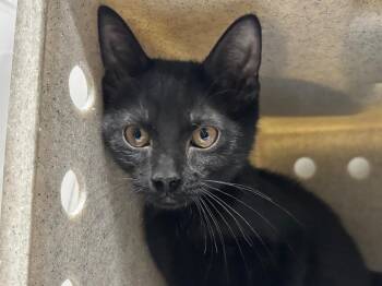 Missy -  Domestic Short Hair Cat for Adoption in Powell, Ohio - Missy | PetCurious