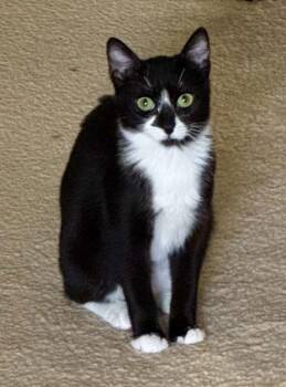 Domestic Short Hair Cats Available for Adoption - Gaia | PetCurious