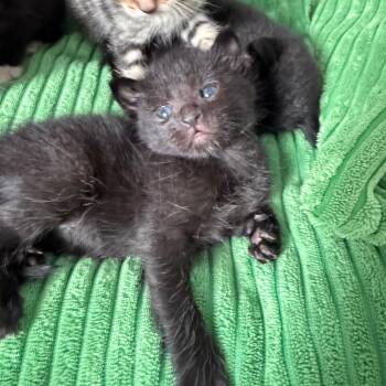 Domestic Short Hair Cats Available for Adoption in Sarasota, Florida - Cornell | PetCurious