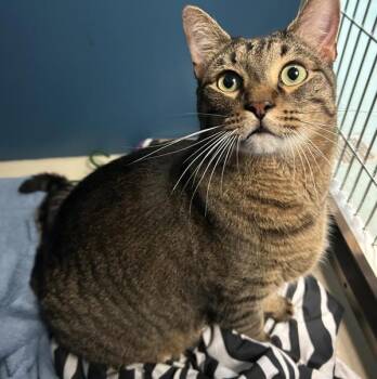 Rescue Domestic Short Hair Cats for Adoption in Raleigh, North Carolina - Gino | PetCurious