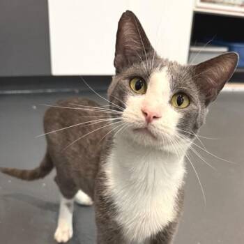 Timothy -  Domestic Short Hair Cat for Adoption in New York, New York - Timothy | PetCurious