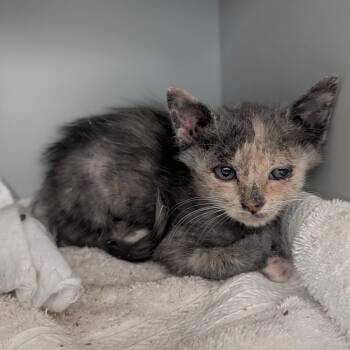 Hocus -  Domestic Short Hair Cat for Adoption in Reno, Nevada - Hocus | PetCurious