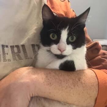 Lilith -  Domestic Short Hair Cat for Adoption in Royal Oak, Michigan - Lilith | PetCurious