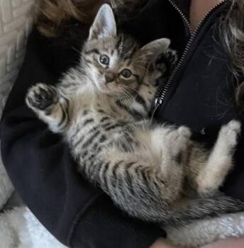 Domestic Short Hair Cats Available for Adoption in Wheaton, Illinois - Prince Charming | PetCurious