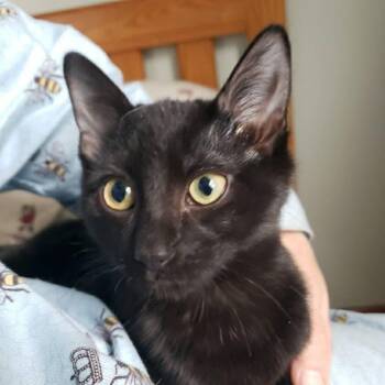 Domestic Short Hair Cats Available for Adoption in Beacon, New York - Gracie | PetCurious