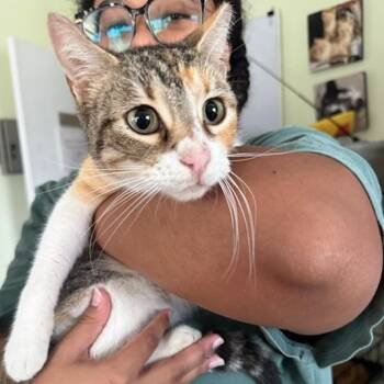 Domestic Short Hair Cats Available for Adoption in San Antonio, Texas - Pixie | PetCurious