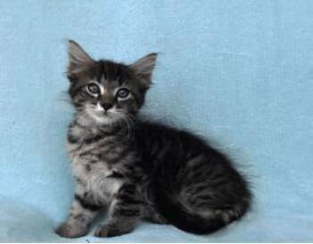Eddy -  Domestic Short Hair Cat for Adoption in Largo, Florida - Eddy | PetCurious