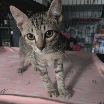 Buzz -  Domestic Short Hair Cat for Adoption in Port Richey, Florida - Buzz | PetCurious