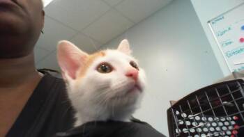 A1266359 -  Domestic Short Hair Cat for Adoption in Charlotte, North Carolina - A1266359 | PetCurious