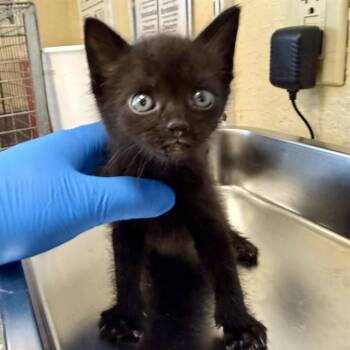 WINSTON -  Domestic Short Hair Cat for Adoption in Fort Myers, Florida - WINSTON | PetCurious