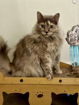 Marina -  Domestic Long Hair Cat for Adoption in Johnson City, Tennessee - Marina | PetCurious