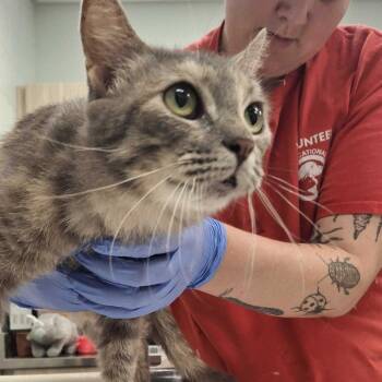 Larkspur -  Domestic Short Hair Cat for Adoption in Chattanooga, Tennessee - Larkspur | PetCurious