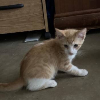Meliodas -  Domestic Medium Hair Cat for Adoption in NEW PT RICHEY, Florida - Meliodas | PetCurious