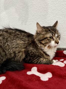 Domestic Medium Hair Cats Available for Adoption - Carmen | PetCurious