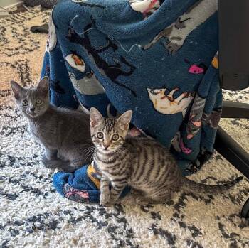 Squirrel SC -  Domestic Short Hair Cat for Adoption in Greenville, South Carolina - Squirrel SC | PetCurious