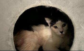 Domestic Short Hair Cats Available for Adoption in Anthem, Arizona - Honey | PetCurious