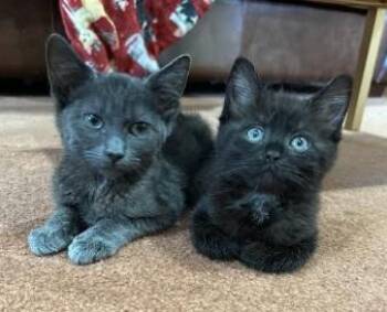 Rescue Domestic Short Hair Cats for Adoption in Norwood, Massachusetts - Fig & Raisin | PetCurious