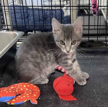 Rescue Domestic Short Hair Cats for Adoption in Blackfoot, Idaho - Stormy | PetCurious
