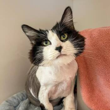 Domestic Long Hair Cats Available for Adoption in Bentonville, Arkansas - Cordelia | PetCurious