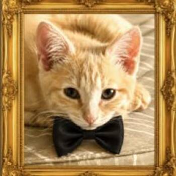Sushi -  Domestic Short Hair Cat for Adoption in Spokane, Washington - Sushi | PetCurious