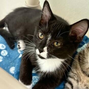 Jessie -  Domestic Short Hair Cat for Adoption in Springfield, Illinois - Jessie | PetCurious