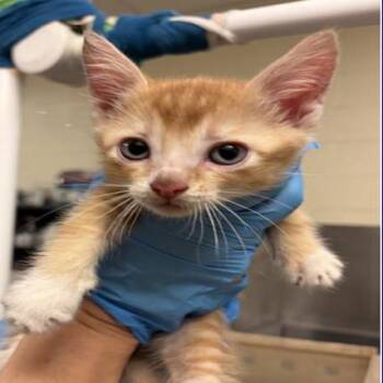 Ginger -  Domestic Short Hair Cat for Adoption in Grantsville, Utah - Ginger | PetCurious