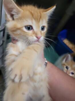 1 -  Domestic Short Hair Cat for Adoption in Republic, Missouri - 1 | PetCurious
