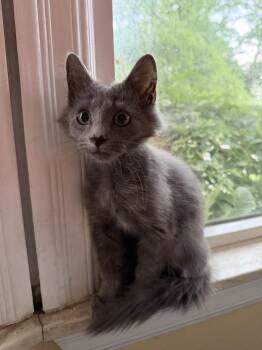 Apollo -  Domestic Long Hair Cat for Adoption in Oak Park, Michigan - Apollo | PetCurious