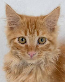 Lord Meowington -  Domestic Long Hair and Tabby Cat for Adoption in Kennesaw, Georgia - Lord Meowington | PetCurious