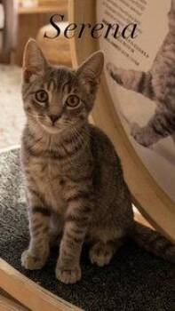 Serena -  Domestic Short Hair and Tabby Cat for Adoption in Hazlet, New Jersey - Serena | PetCurious