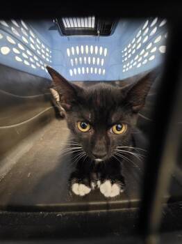 SONNY -  Domestic Short Hair Cat for Adoption in Palmetto, Florida - SONNY | PetCurious