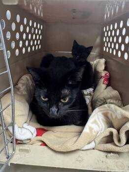 Milo -  Domestic Short Hair Cat for Adoption in Sevierville, Tennessee - Milo | PetCurious
