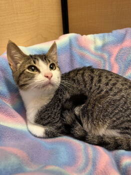 Rescue Domestic Short Hair Cats for Adoption in Walnut Creek, California - Sandy | PetCurious