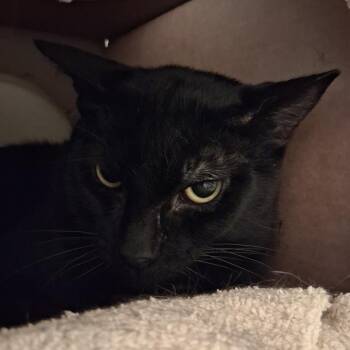 Domestic Short Hair Cats Available for Adoption in Dayton, Ohio - Lobster | PetCurious