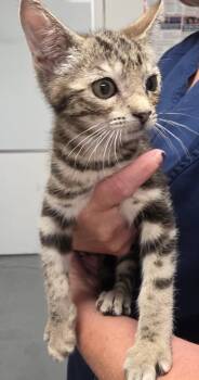 Freesia -  Domestic Short Hair Cat for Adoption in Trenton, New Jersey - Freesia | PetCurious