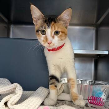Lala -  Domestic Short Hair Cat for Adoption in Chicago, Illinois - Lala | PetCurious