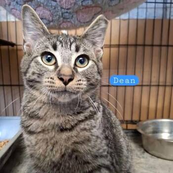 Dean -  Tabby Cat for Adoption in Wyandotte, Michigan - Dean | PetCurious