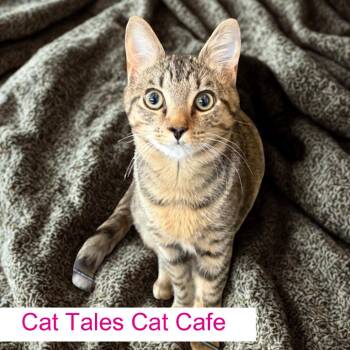 Domestic Medium Hair Cats Available for Adoption - Shady | PetCurious